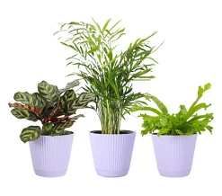 Thorsen's Greenhouse 3-pack of Live 4" Pet Friendly Plants - Lavender